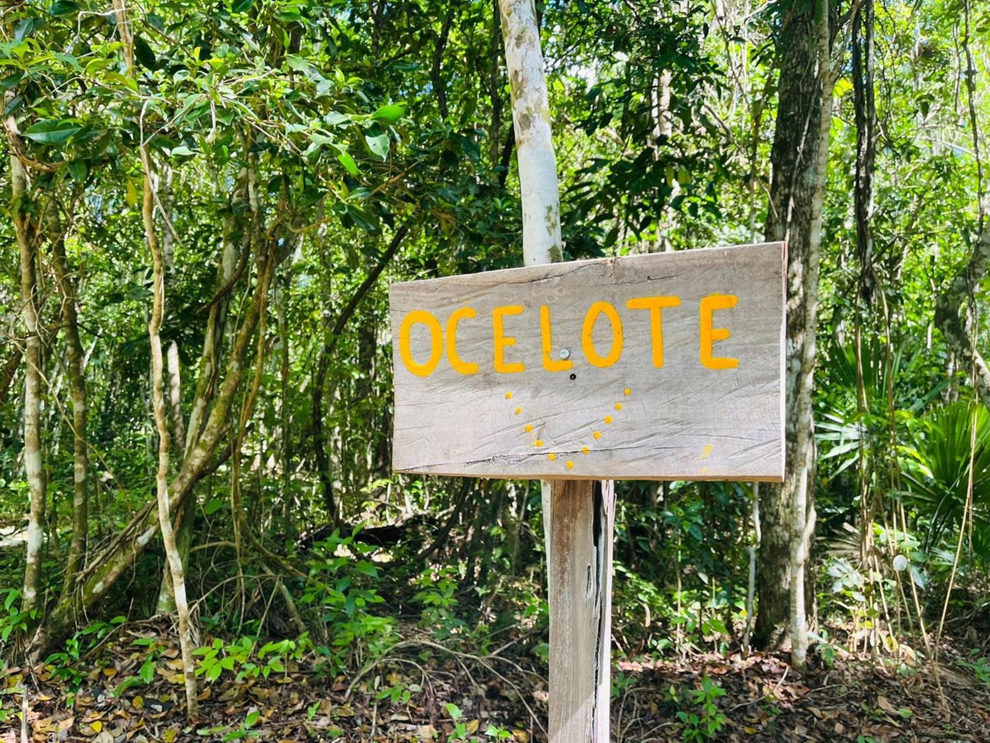 Jolie Jungle Eco Hotel (Adults Only) Leona Vicario Δωμάτιο φωτογραφία