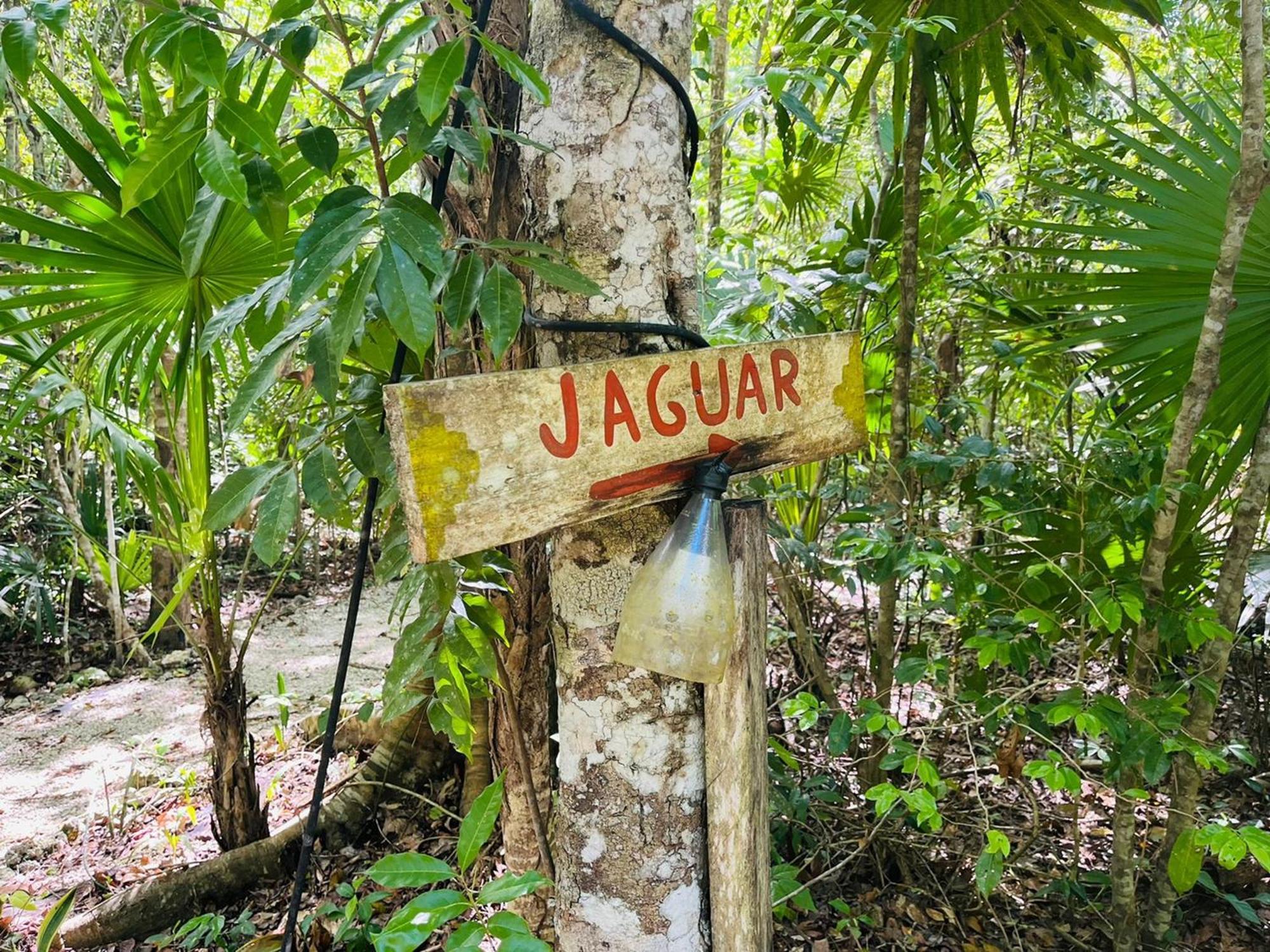 Jolie Jungle Eco Hotel (Adults Only) Leona Vicario Δωμάτιο φωτογραφία